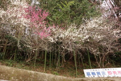 DSC04304