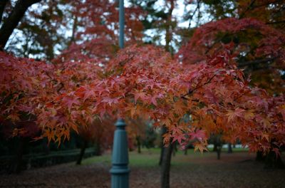 DSC_0975_400