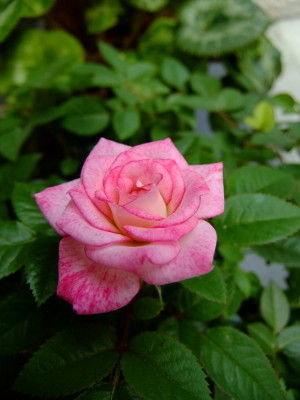 DSCF1732
