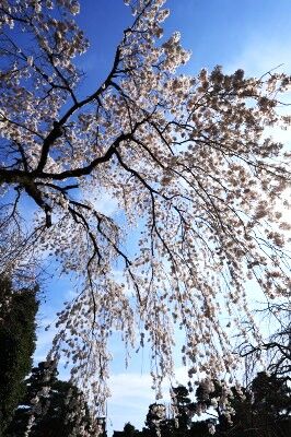 IMG_9423ff