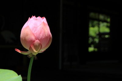 IMG_7462