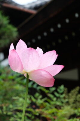 DSCF4714