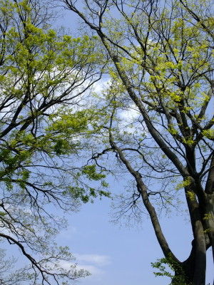 DSCF7134