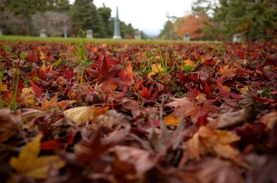 DSC_1017_400