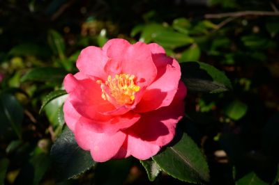 CSC_0663_400