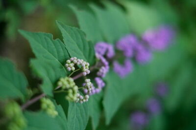 DSCF1013a