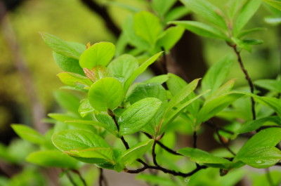 DSC_7741