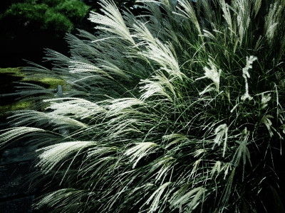 R0021520