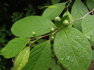 DSCN5089