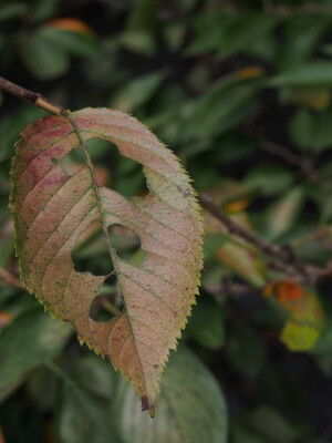 PA050057