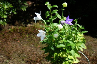 DSCF1709.jpg f