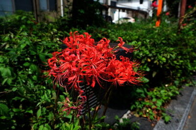 DSCF7199 b