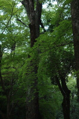 DSC00734