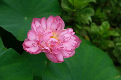 DSCF4740