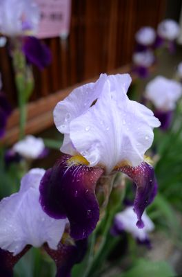 DSC_0046_400