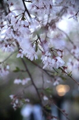 IMG_8561g