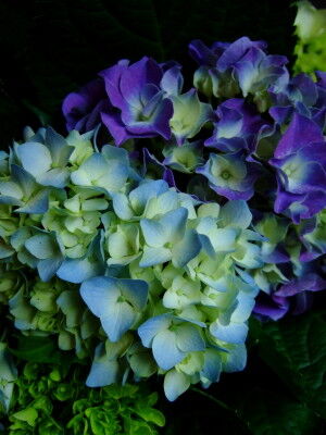 DSCF1135 b