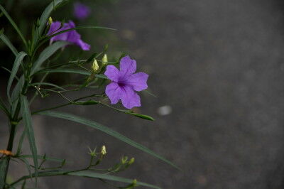 IMG_8442x