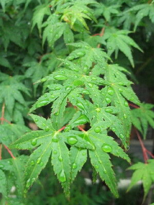 DSCF4271_1