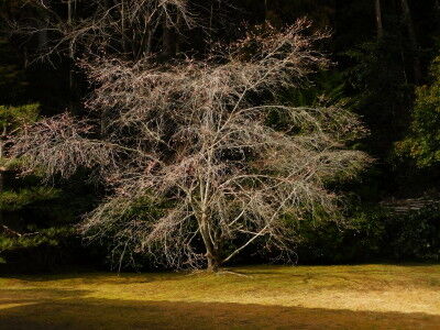 DSCN0959_2 b