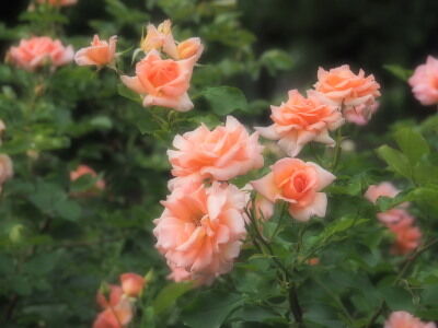 P6020277