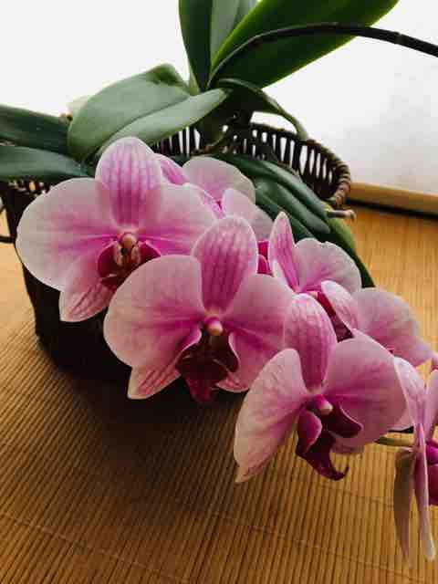 京都ラウンジmidori 胡蝶蘭 京都 ラウンジ Midori ミドリ のスタッフ日記