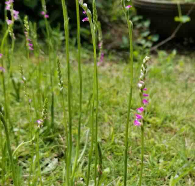京都ラウンジmidori 捩花 ねじ花 京都 ラウンジ Midori ミドリ のスタッフ日記