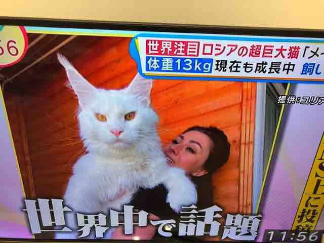 Russiaの超巨大猫 京都 ラウンジ Midori ミドリ のスタッフ日記