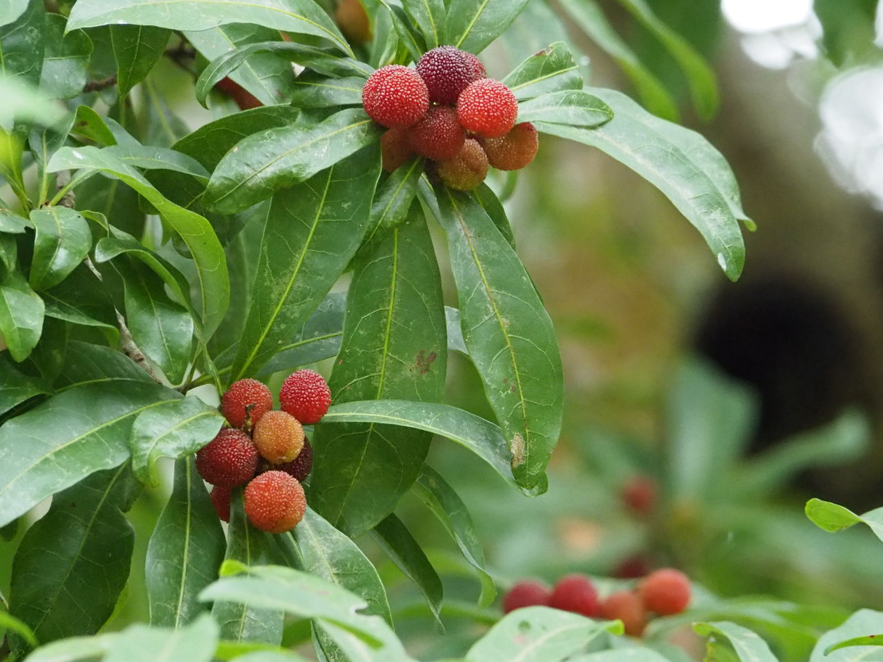 ヤマモモ 野鳥とキノコ カメラと工作