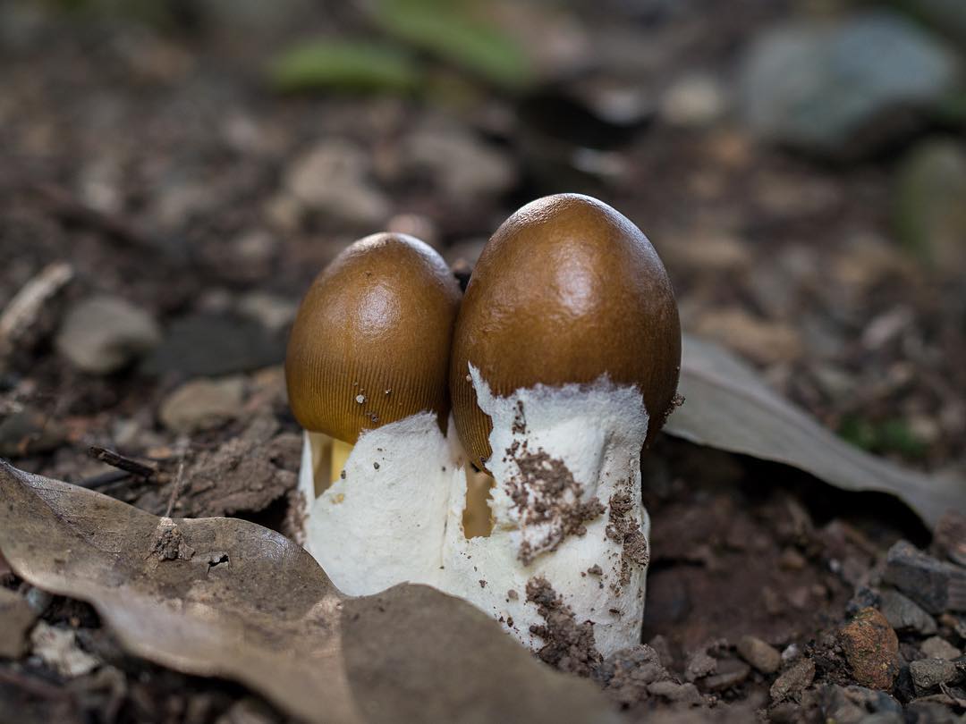 白 黄 茶色のチャタマゴタケ 野鳥とキノコ カメラと工作