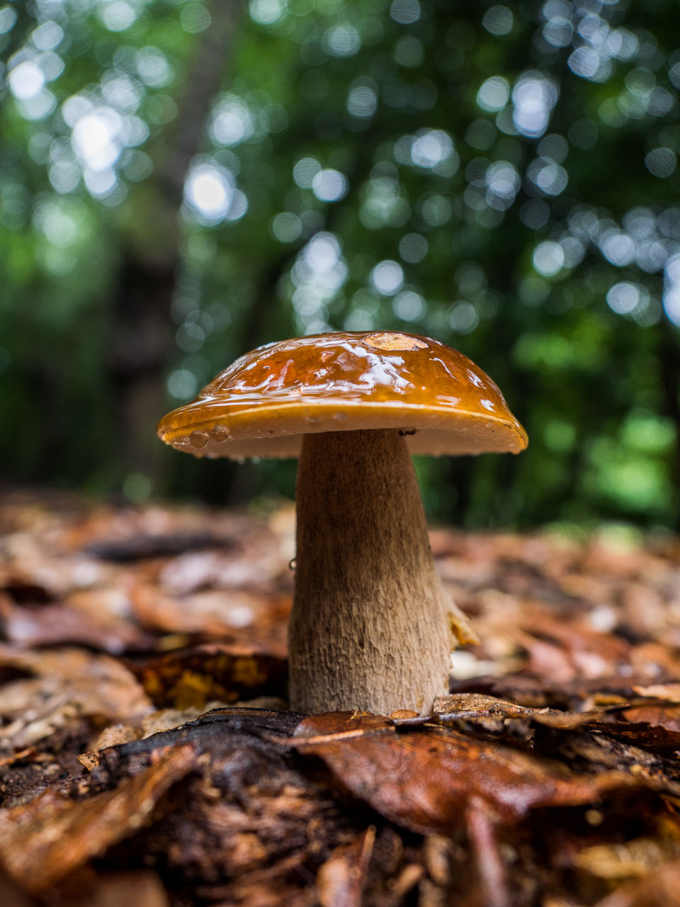 きのこ★ HEICO【ハイコ】 ビッグ マッシュルーム ランプ Mushroom Lamp