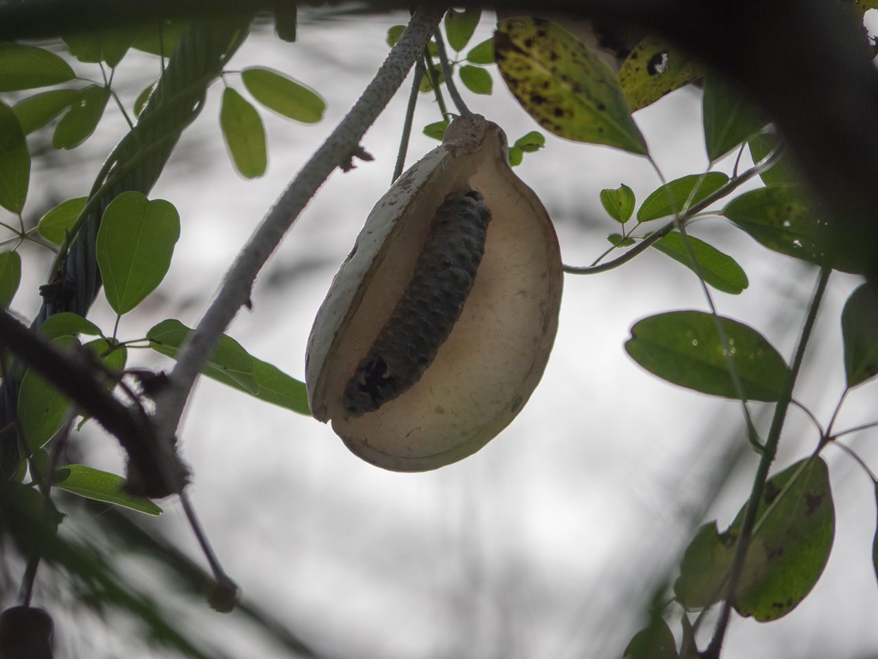 秋の野鳥は何を食べているのか 野鳥とキノコ カメラと工作