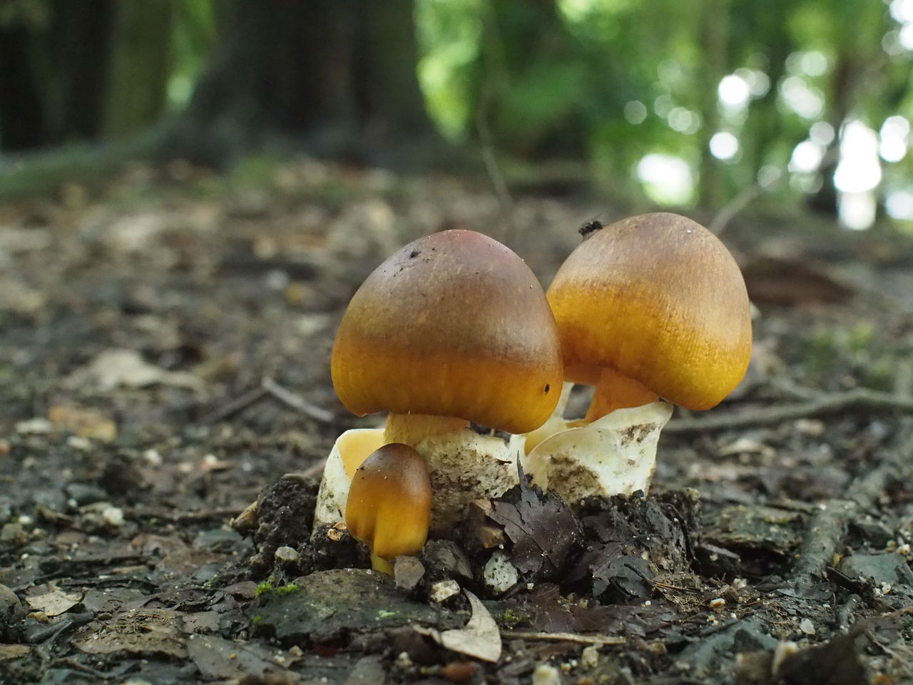 チャタマゴタケ発見 野鳥とキノコ カメラと工作