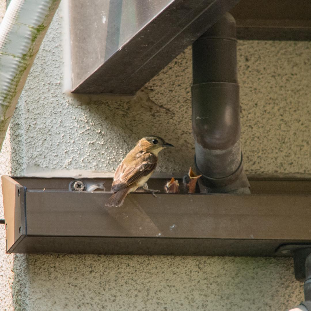 キビタキの営巣 野鳥とキノコ カメラと工作
