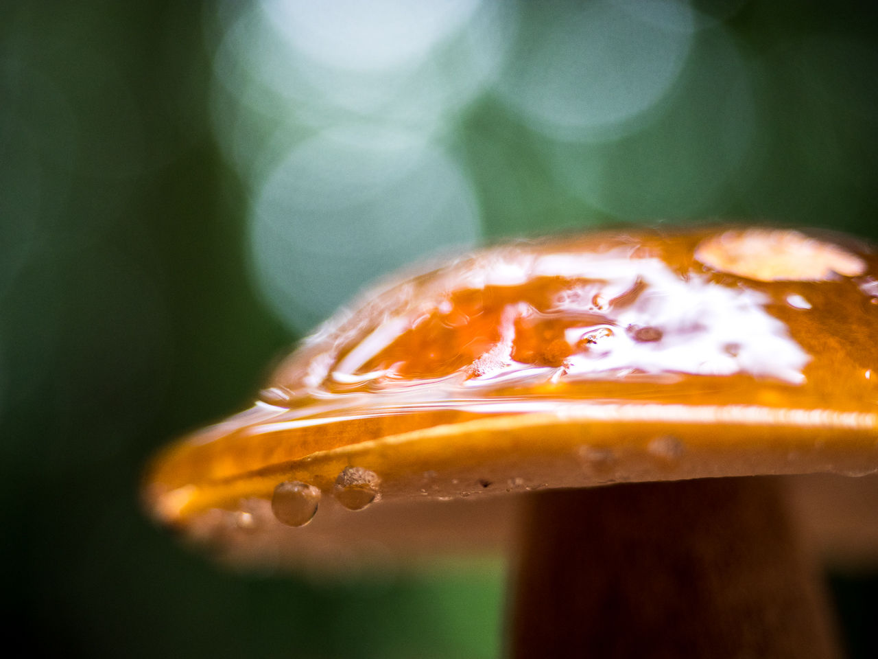 きのこ★ HEICO【ハイコ】 ビッグ マッシュルーム ランプ Mushroom Lamp