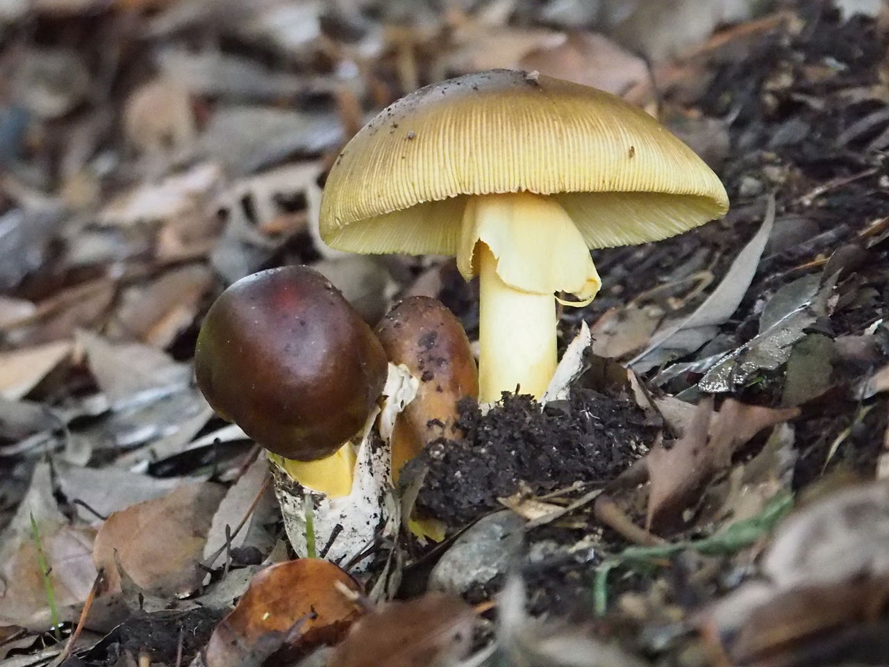 チャタマゴタケ発見 野鳥とキノコ カメラと工作