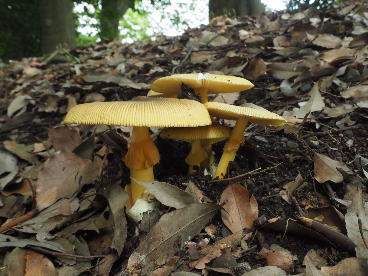 チャタマゴタケ発見！ : 野鳥とキノコ（カメラと工作）