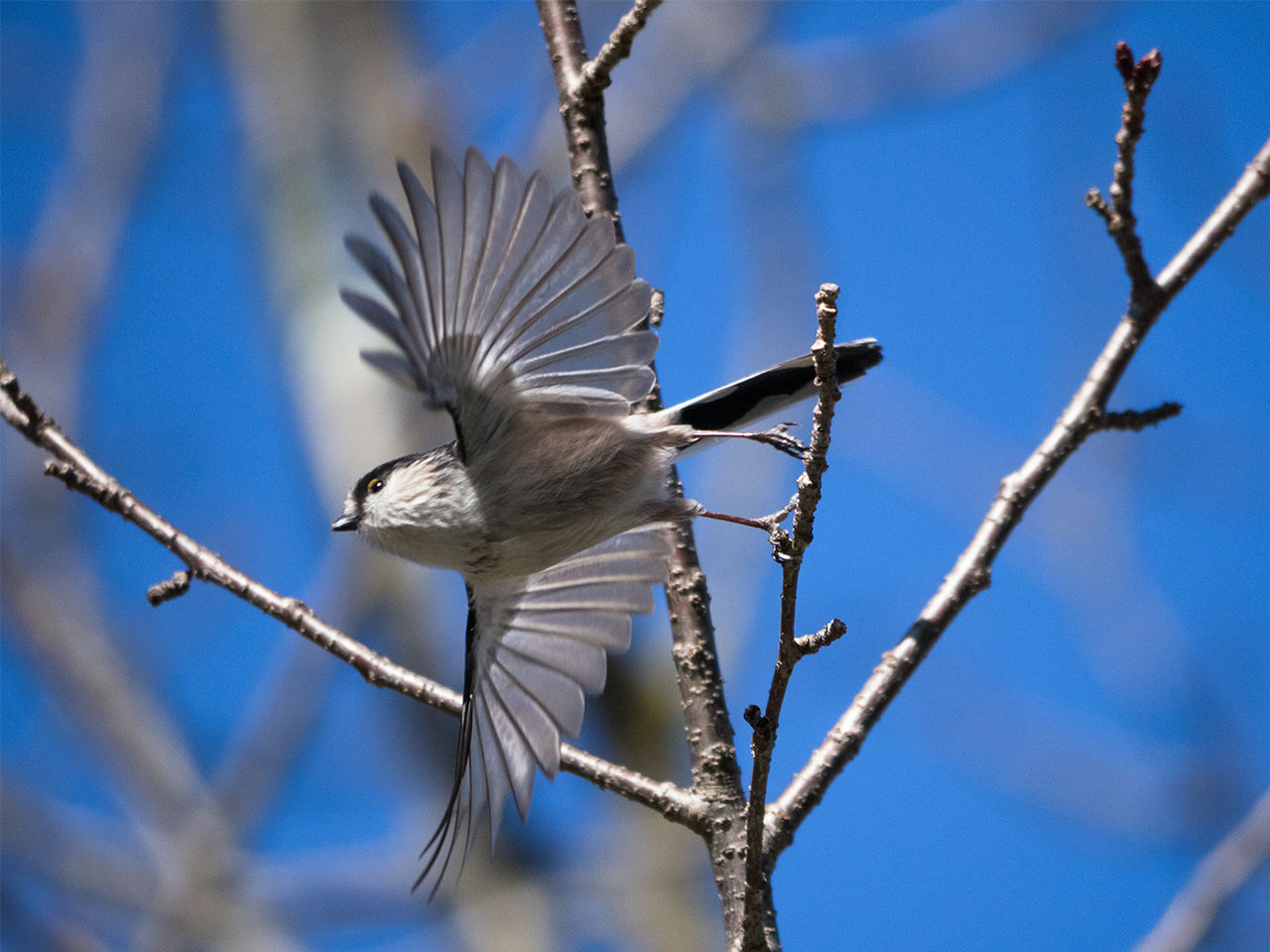 初代e M1でどこまで野鳥を撮れるか 野鳥とキノコ カメラと工作 初代e M1でどこまで野鳥を撮れるか 野鳥とキノコ カメラと工作