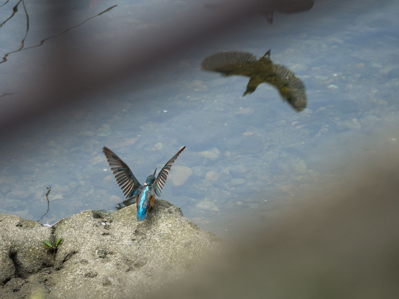 自然と科学 カラー版 カワセミのすむ川 自然と科学 カラー版 カワセミの