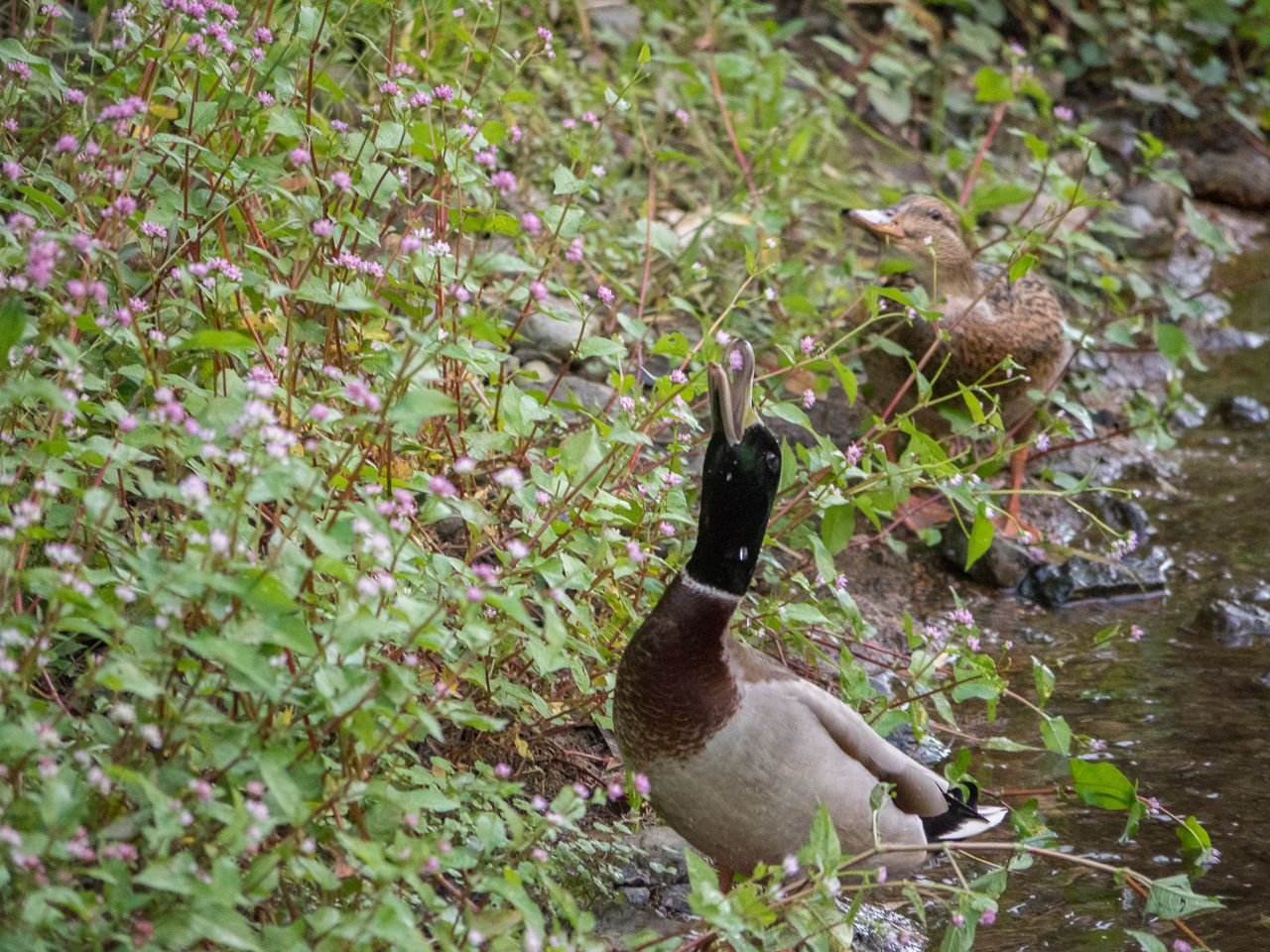 秋の川の鳥 野鳥とキノコ カメラと工作 秋の川の鳥 野鳥とキノコ カメラと工作
