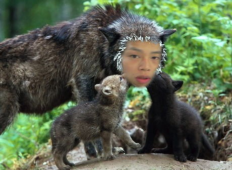 008_wolf