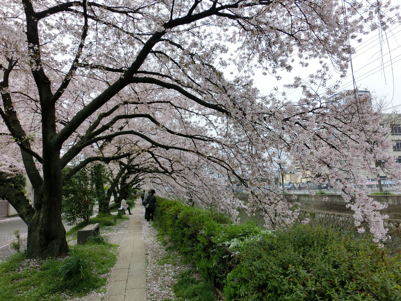 秒速5センチメートルなんだよ 京都さくら日和