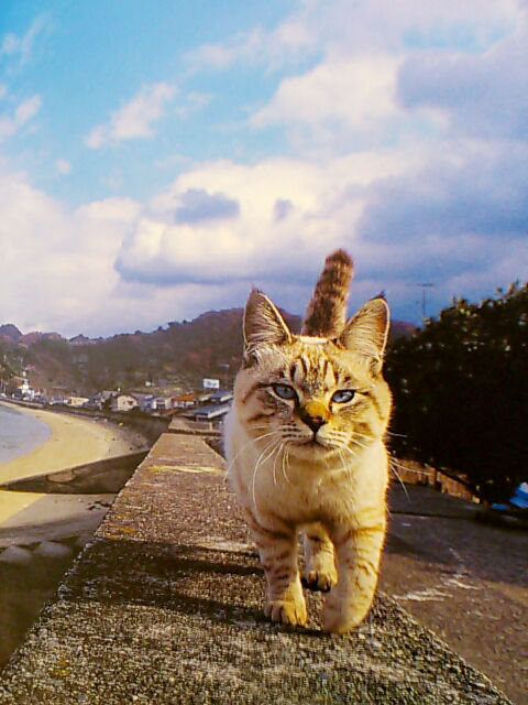 岩合光昭写真展 ねこ タクミらのたくらみ