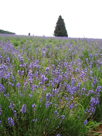 メナード青山リゾートのラベンダー 京都ボランチ日記