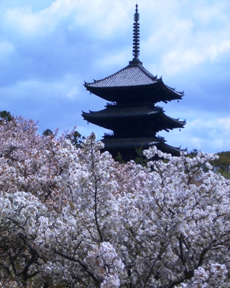御室桜 : 京都ボランチ日記
