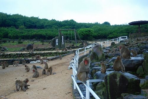 お猿の国 銚子渓自然動物園 知音の旅人