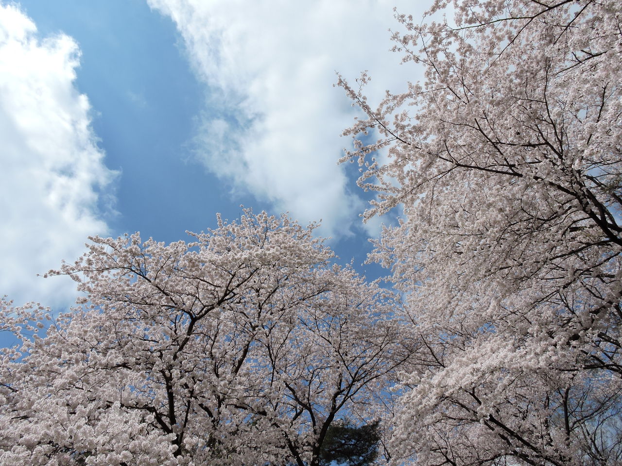 Nikon P600 で桜の撮影 ノラ猫的写真日記