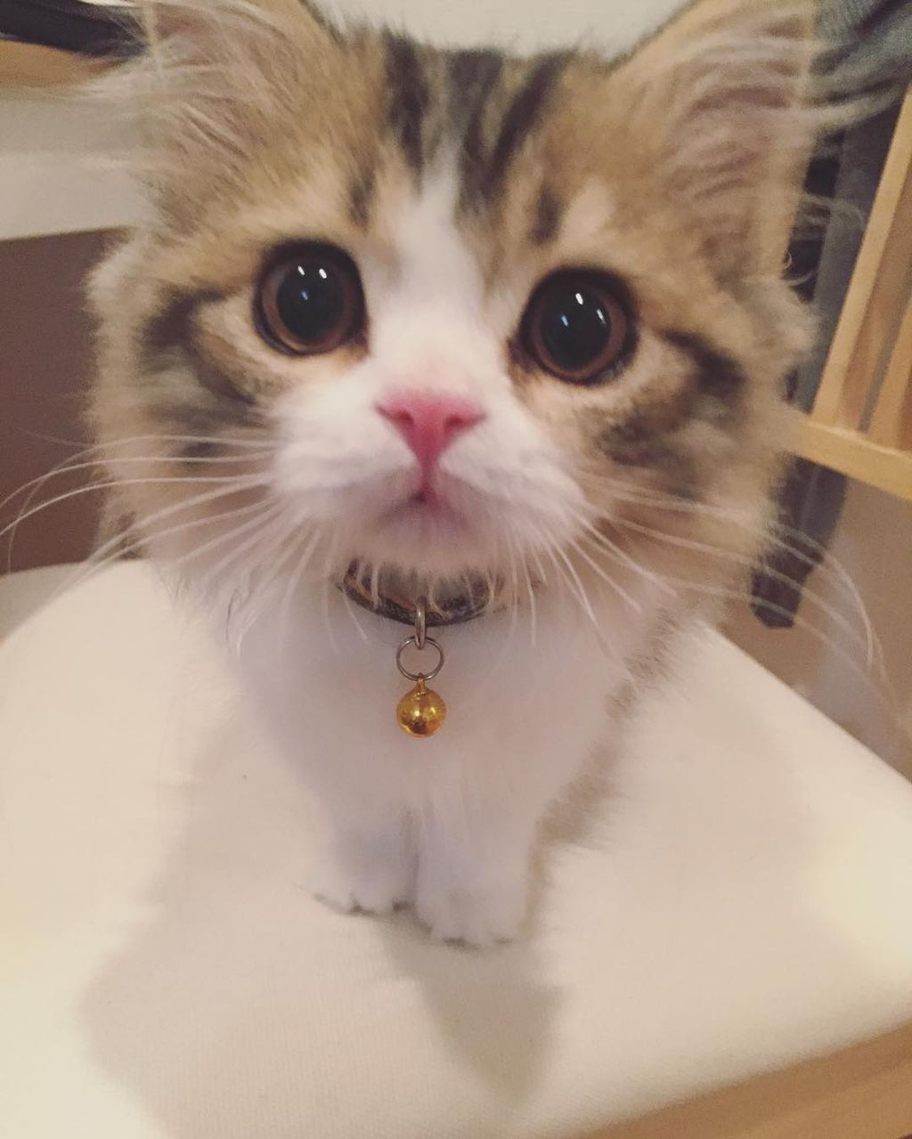 芸能 ネコの日 ぬいぐるみかな 芸能人の猫がかわいすぎる問題 小嶋陽菜のけむし 指原莉乃のごろう たろうほか 今日の芸能ニュースまとめ