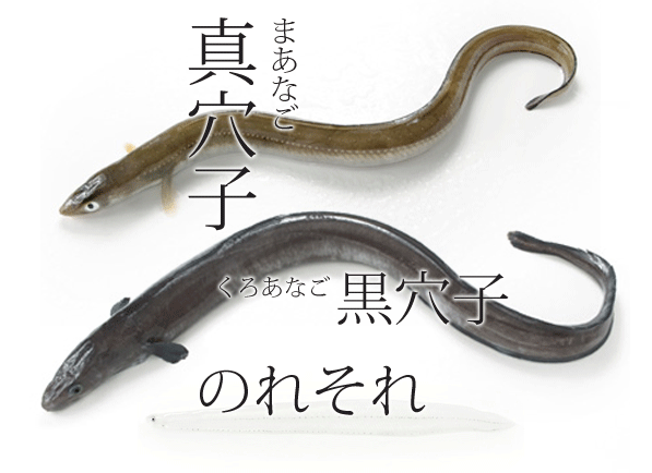 アナゴ釣り まとめブログ今日の釣果