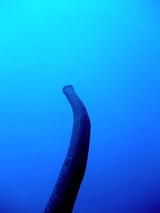 ���ߥإӷ��ε����